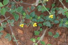 Stylosanthes fruticosa